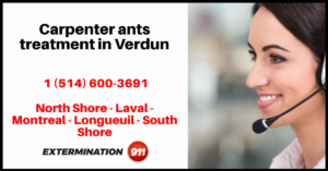 carpenter-ants-treatment-in-verdun