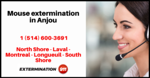 mouse-extermination-in-anjou