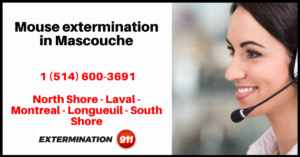 mouse-extermination-in-mascouche-0001
