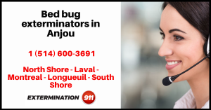 bed-bug-exterminators-in-anjou-0001